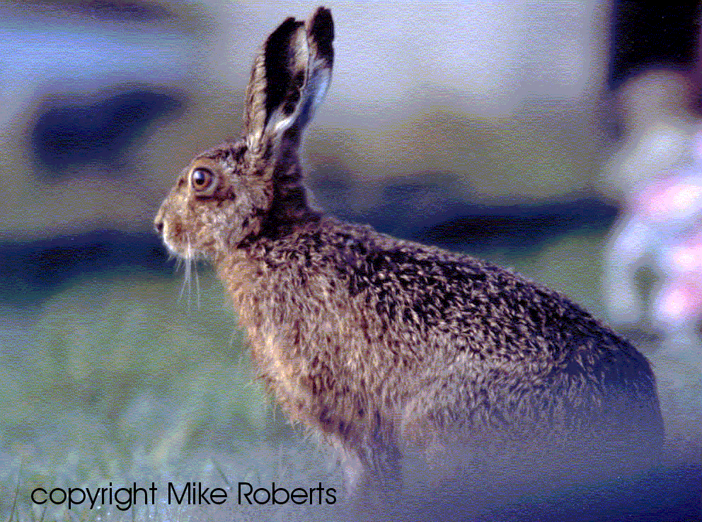 Brown Hare